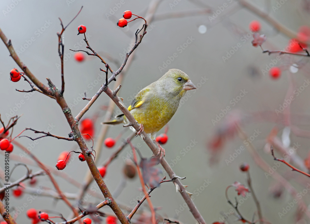 雄性绿雀在树枝上拍摄，背景是鲜红色的山楂和浆果