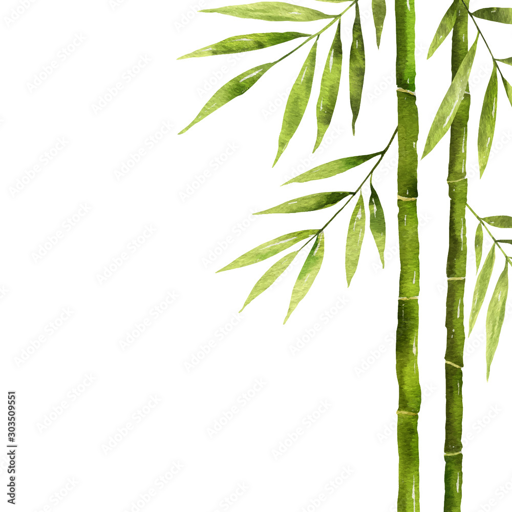 带绿色叶子和复制空间的水彩画竹茎。