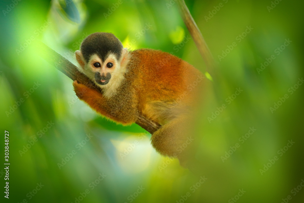热带森林植被中的猴子。动物，热带森林中的长尾。松鼠猴，赛米里