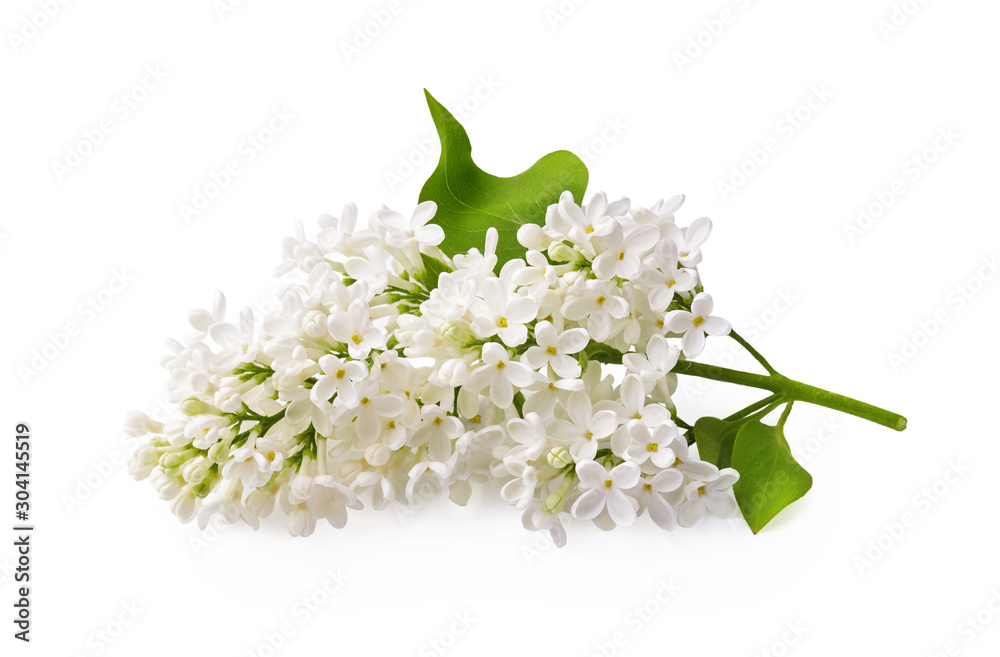 Branch of white lilac flowers with green leaf isolated on white background.