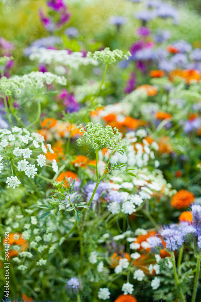 色彩缤纷的英国乡村花园，有甜cicicilt、英国万寿菊、锦葵和许多其他花卉