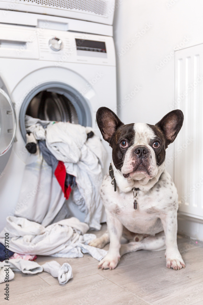法国斗牛犬在电动洗衣机里洗脏衣服