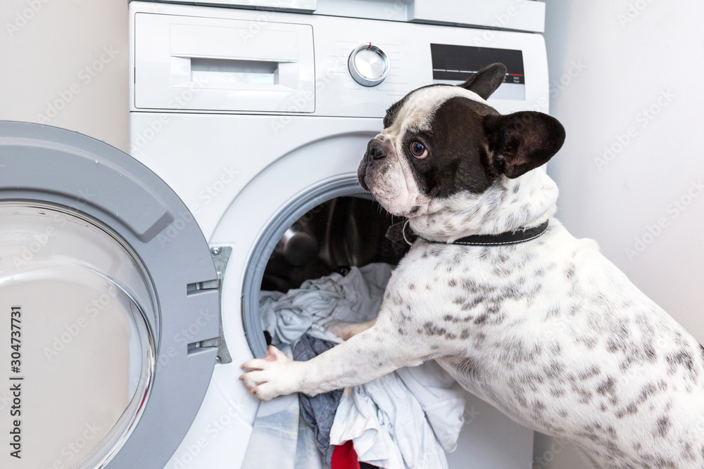 法国斗牛犬将脏衣服装进电动洗衣机