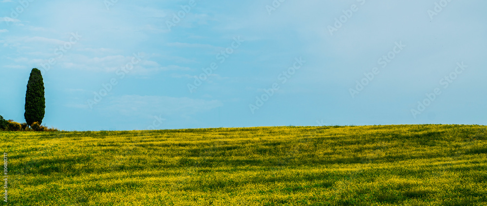托斯卡纳美丽的春天景观。农业区有田野和柏树，绿色的田野，
