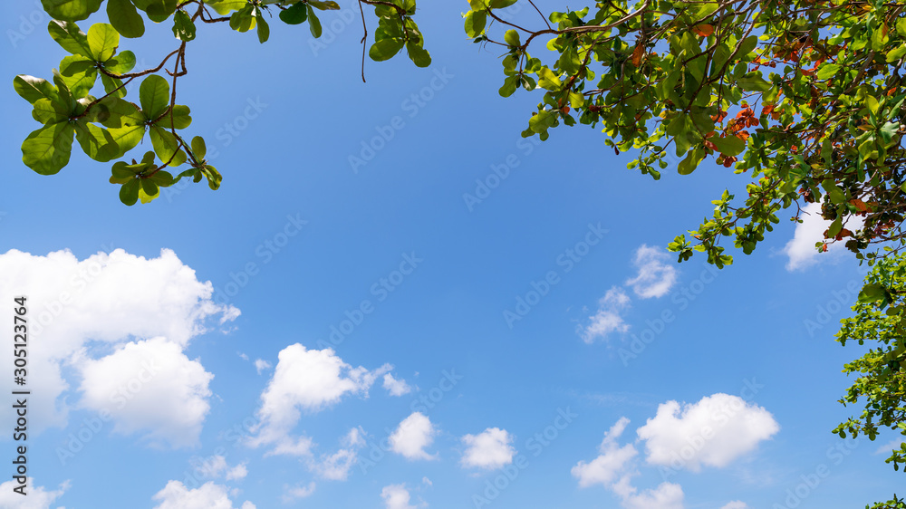 树枝勾勒出美丽的绿叶，背景图像为晴朗的蓝天，自然背景