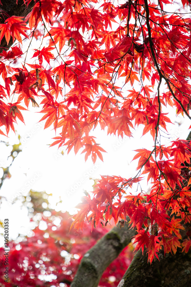自然公园清晨的秋叶图片