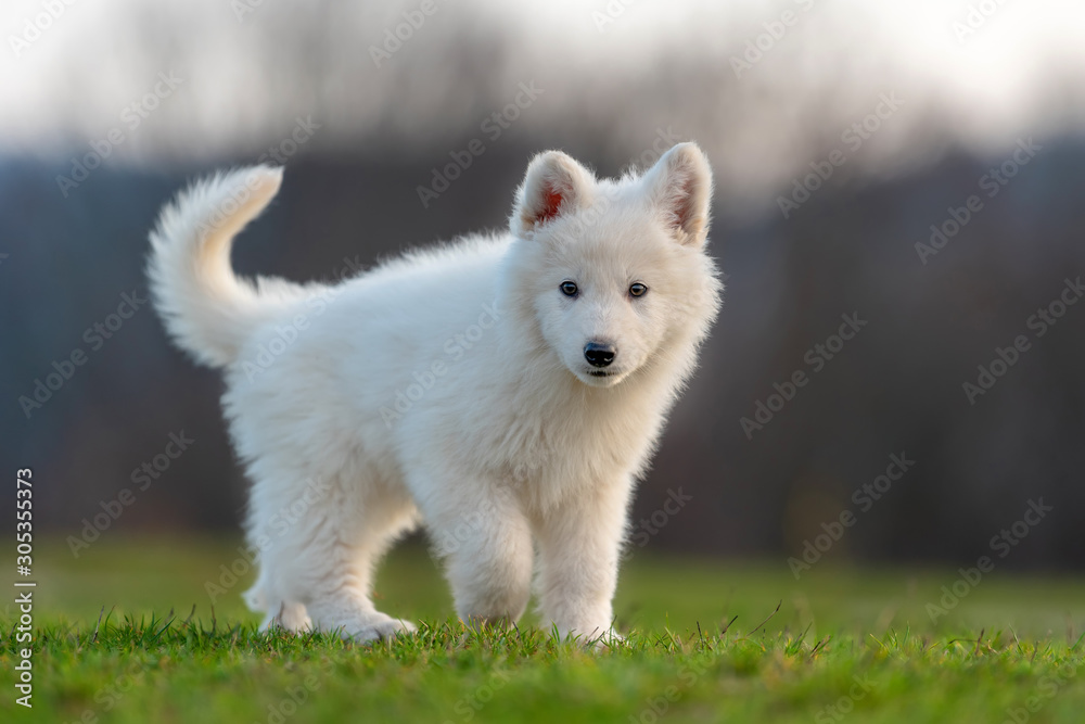 小狗可爱的白色瑞士牧羊犬在草地上的肖像