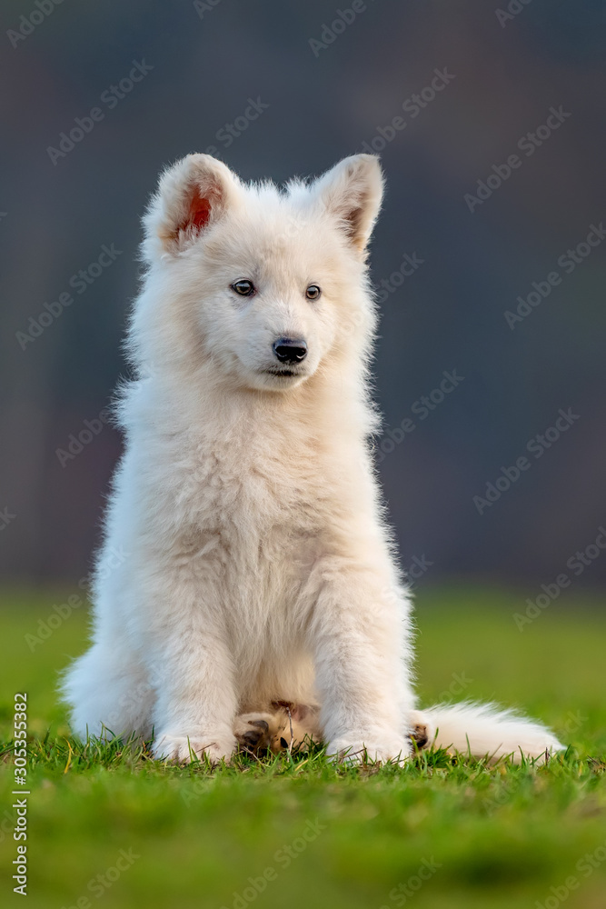 小狗可爱的白色瑞士牧羊犬在草地上的肖像