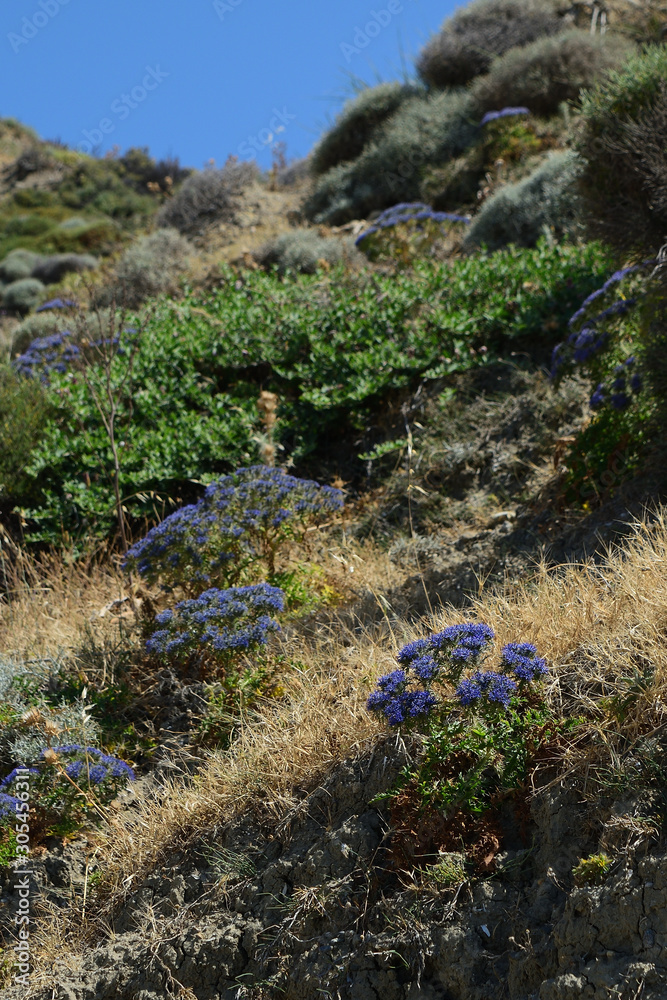 spontaneous flora on turkish aegean island Gokceada