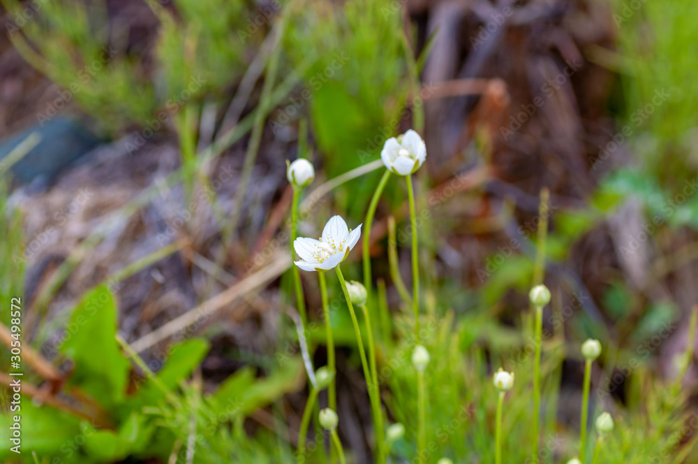在Aktru山谷的山上开着Cerastium lithospermifolium花。北Chuiskiy山脉。阿尔泰共和国