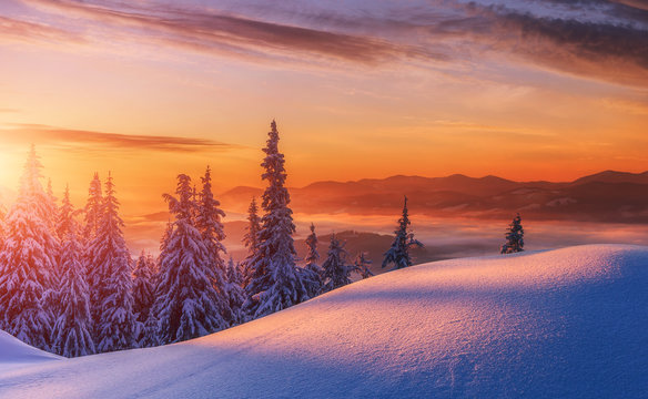 Amazing sunrise in the mountains. Sunset winter landscape with snow-covered pine trees in violet and