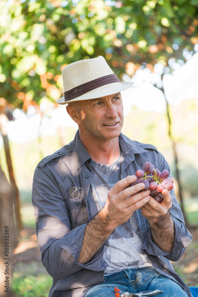 Winegrower man holding bunch of red grapes