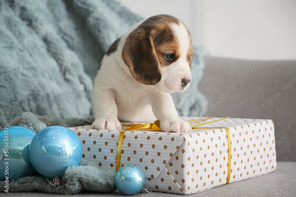 可爱的小猎犬，家里有圣诞装饰和礼物