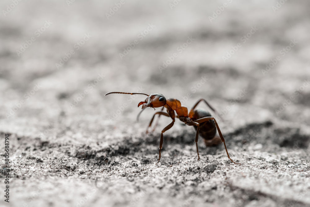 灰色地面上一只橙色半透明蚂蚁的宏观图像。浅景深