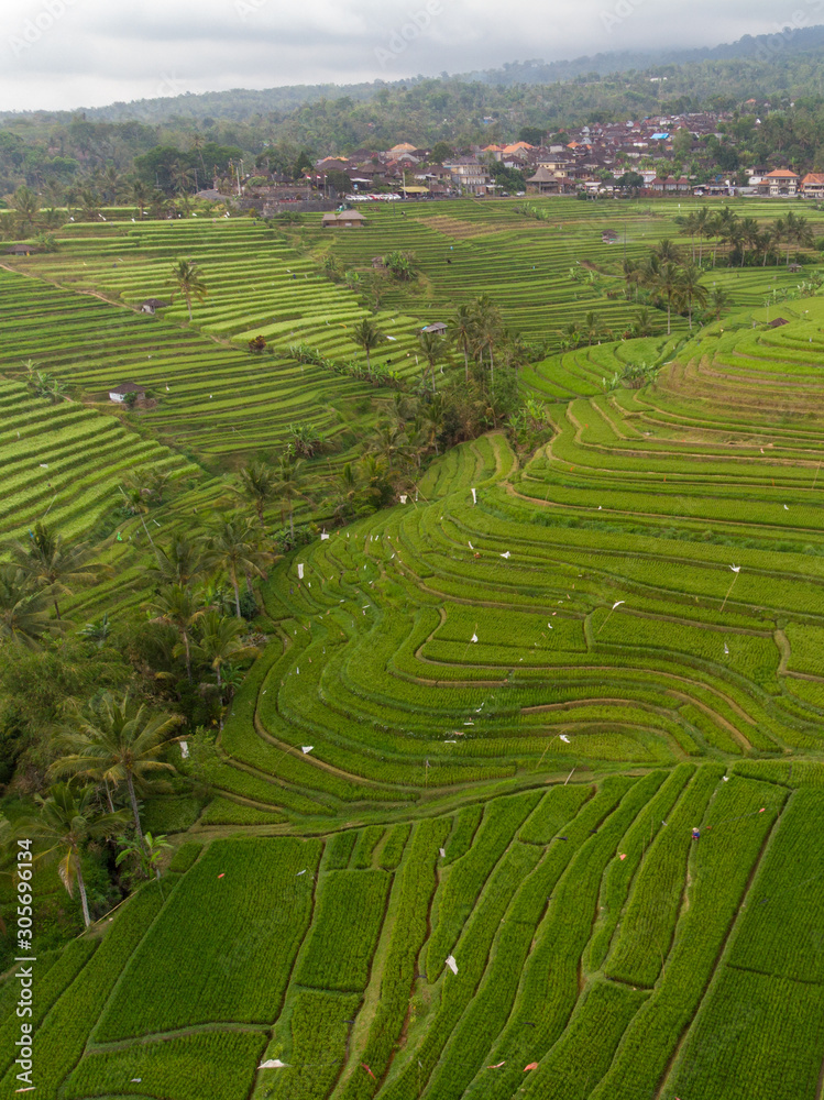 印度尼西亚，2019年11月：巴厘岛梯田Jatiluwih的鸟瞰图。美丽而富有戏剧性的ri