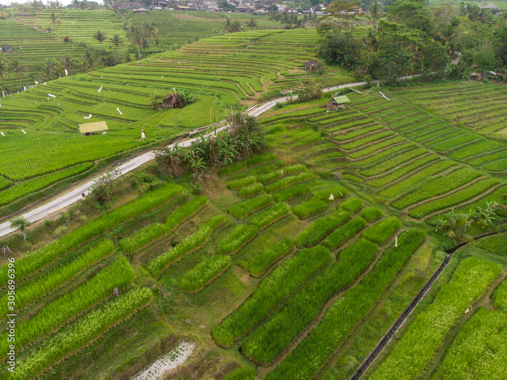 Indonesia, november 2019: Aerial view of Bali Rice Terraces Jatiluwih. The beautiful and dramatic ri