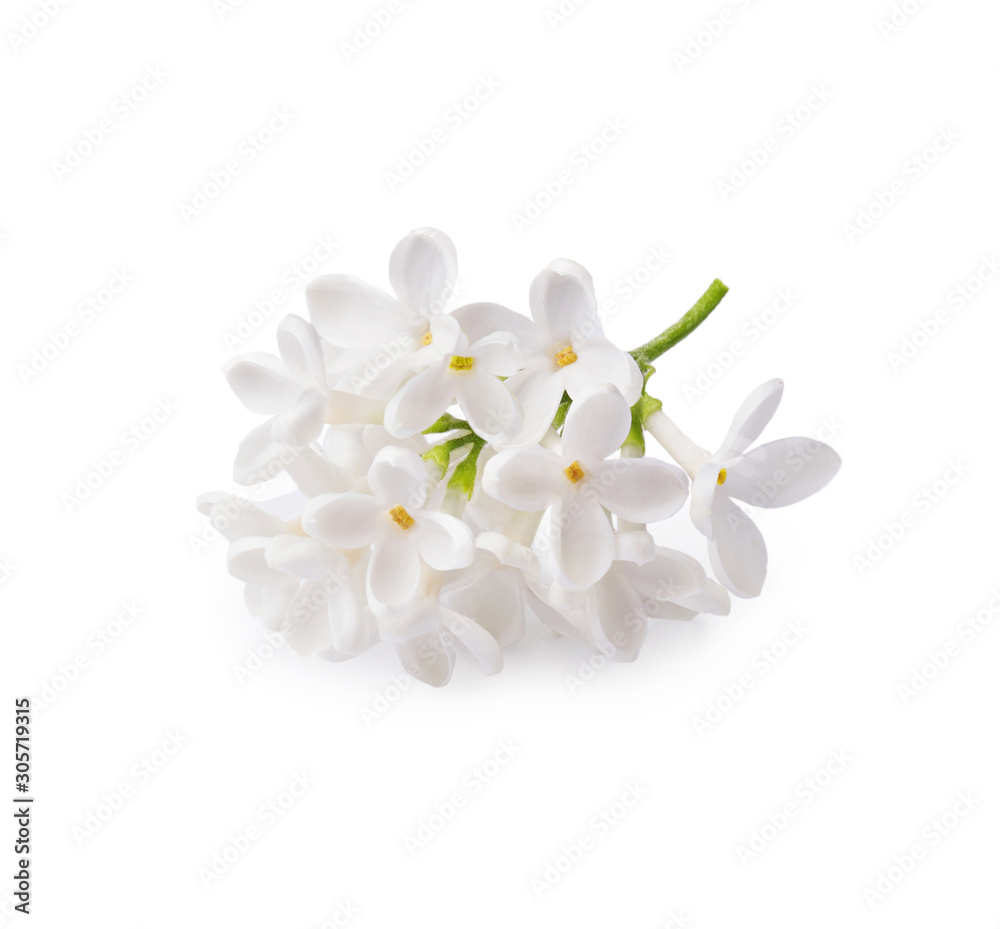 白色背景上孤立的白色淡紫色花朵的枝条。