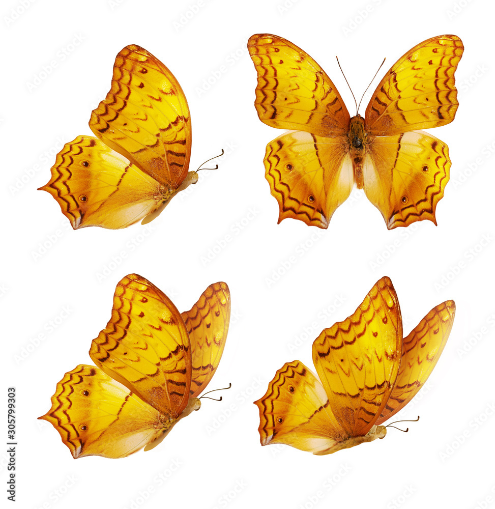 Set of four beautiful yellow butterflies. Orange Vindula erota butterfly isolated on white backgroun