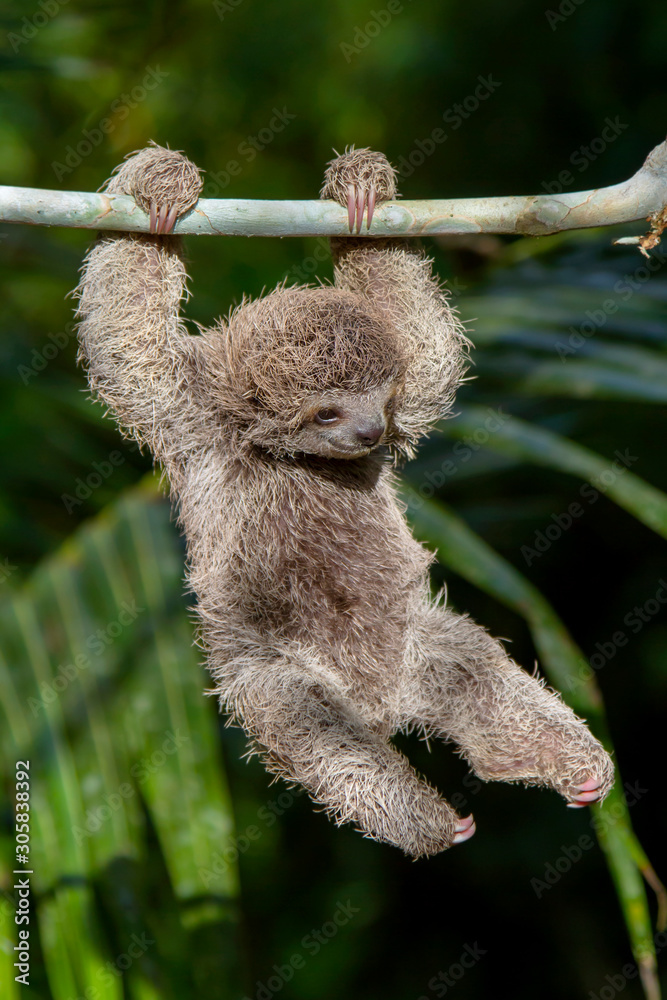 Baby Sloth Swinging from branch 