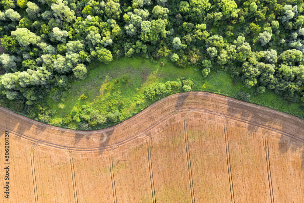 航拍照片飞越黄色谷物麦田，准备收割，与绿色森林接壤。Agricu