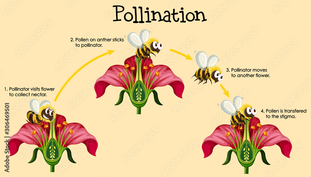 蜜蜂和花朵授粉示意图