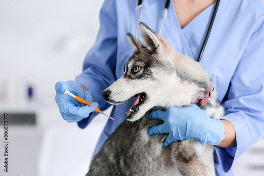 兽医在诊所给可爱的小狗植入微芯片