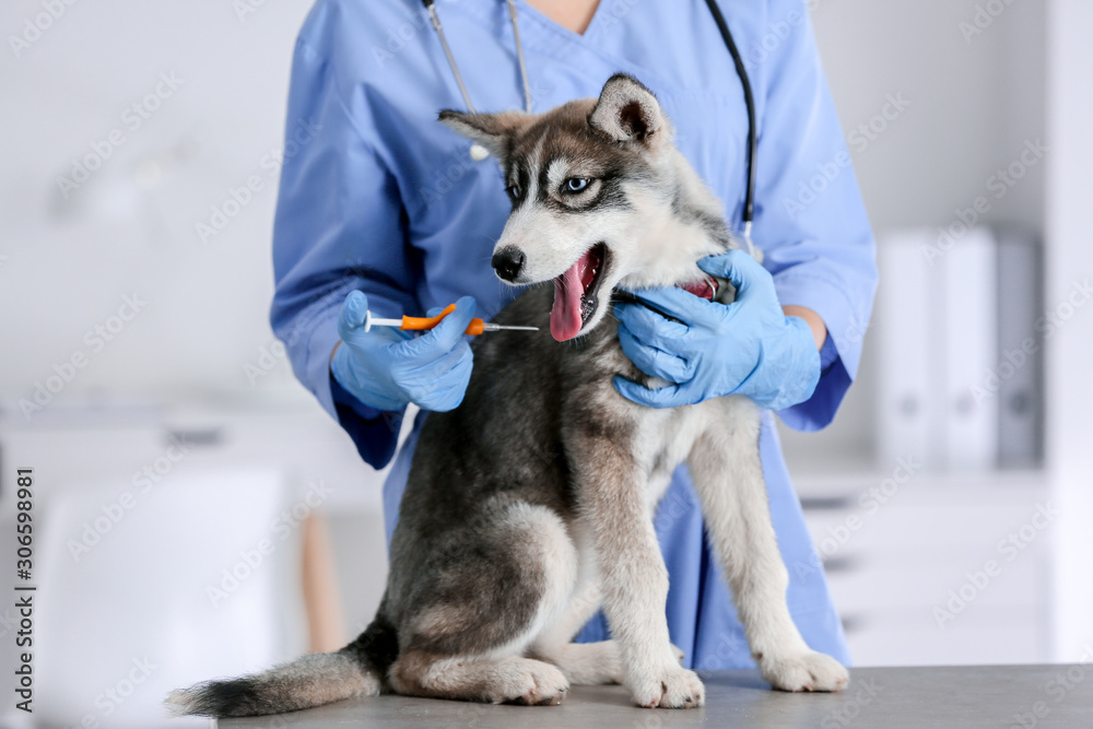 兽医在诊所给可爱的小狗植入微芯片