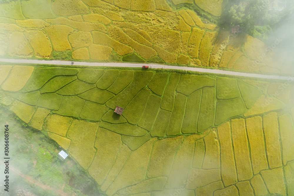 空中无人机摄影红色汽车的俯视图，美丽的阳光下有绿色和金色的稻田