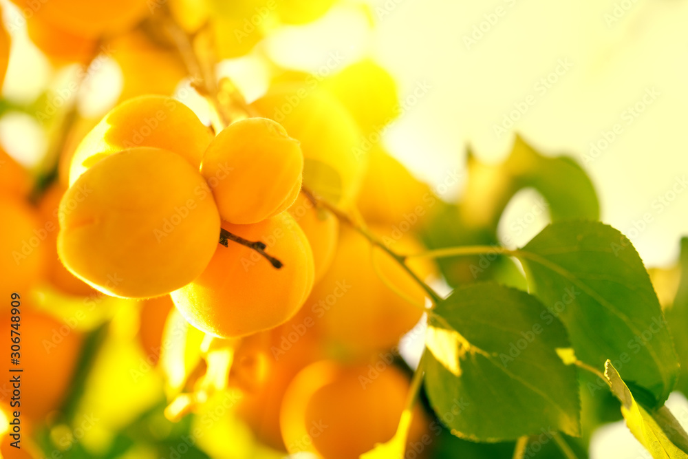 树枝上成熟的黄杏子