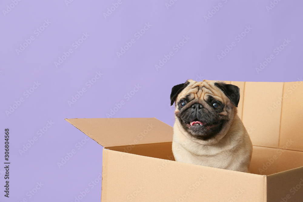 彩色背景纸板箱里的可爱哈巴狗