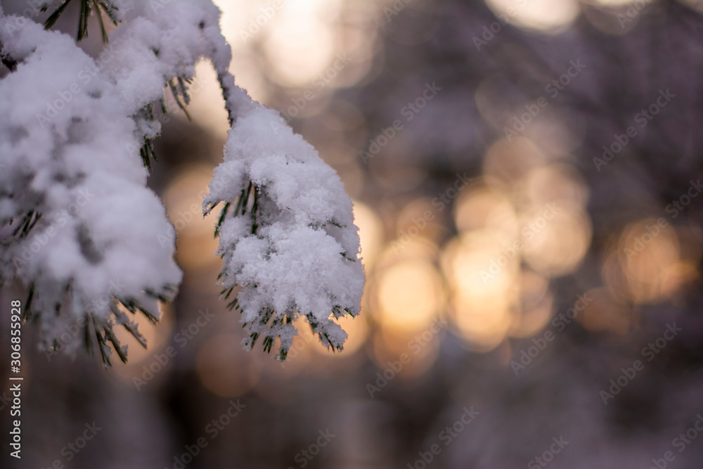在寒冷的冬日，被雪覆盖的松树树枝的特写。Bokeh，模糊而浅的深度。