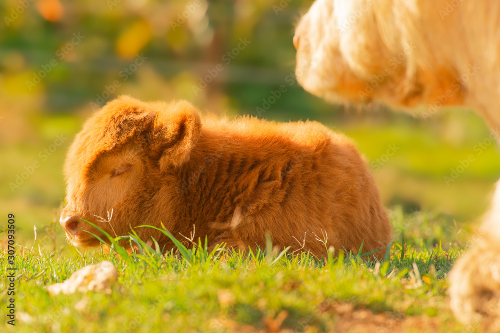 Highland calf resting beside its mother in the countryside on a summers day.