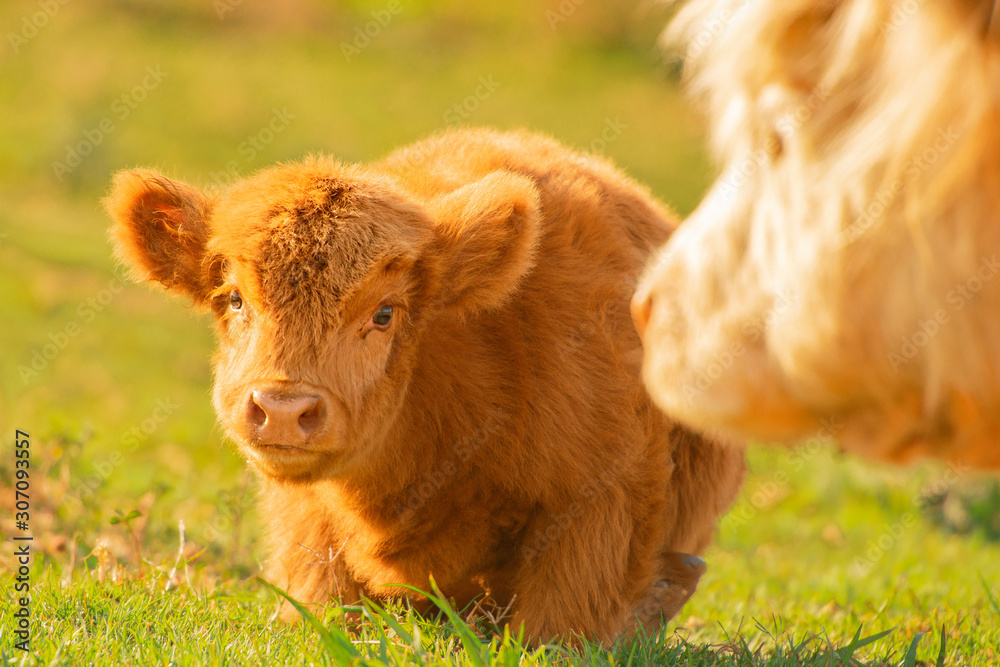 Highland calf resting beside its mother in the countryside on a summers day.