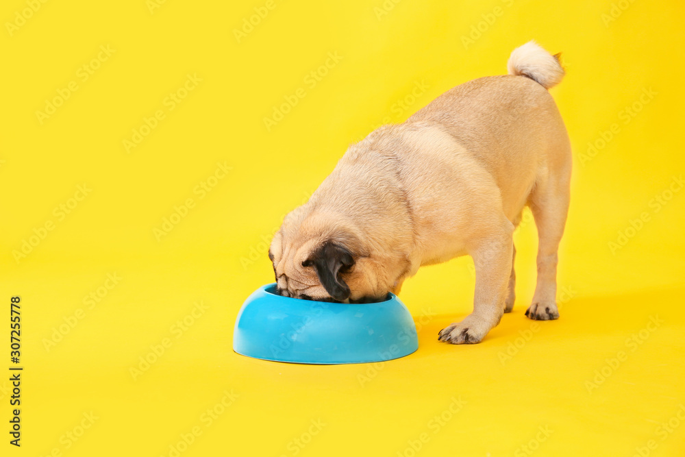 可爱的哈巴狗在彩色背景上从碗里吃东西
