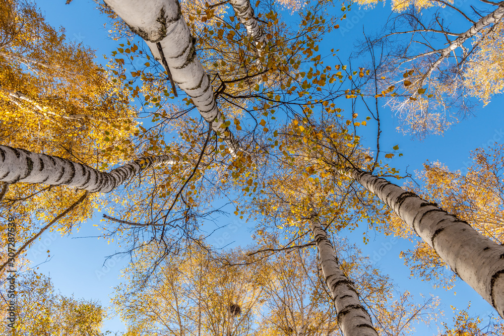 天空中的秋天的桦树。秋天森林中的桦树上的黄叶。森林中的秋天