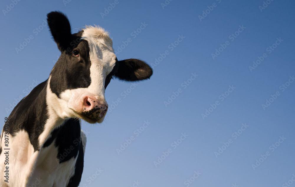 蓝天上的荷斯坦奶牛
