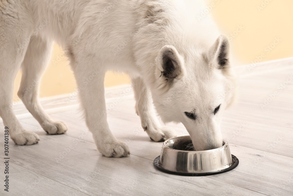 可爱有趣的狗在家吃碗里的食物