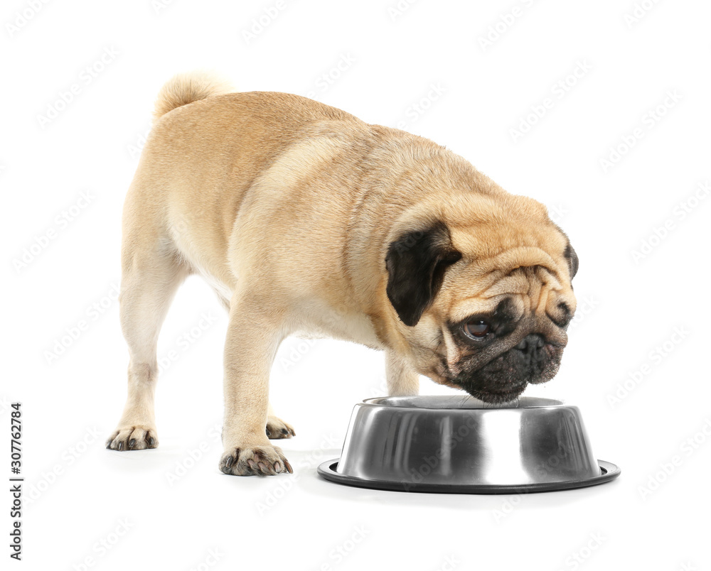 可爱的哈巴狗在白底碗里吃东西