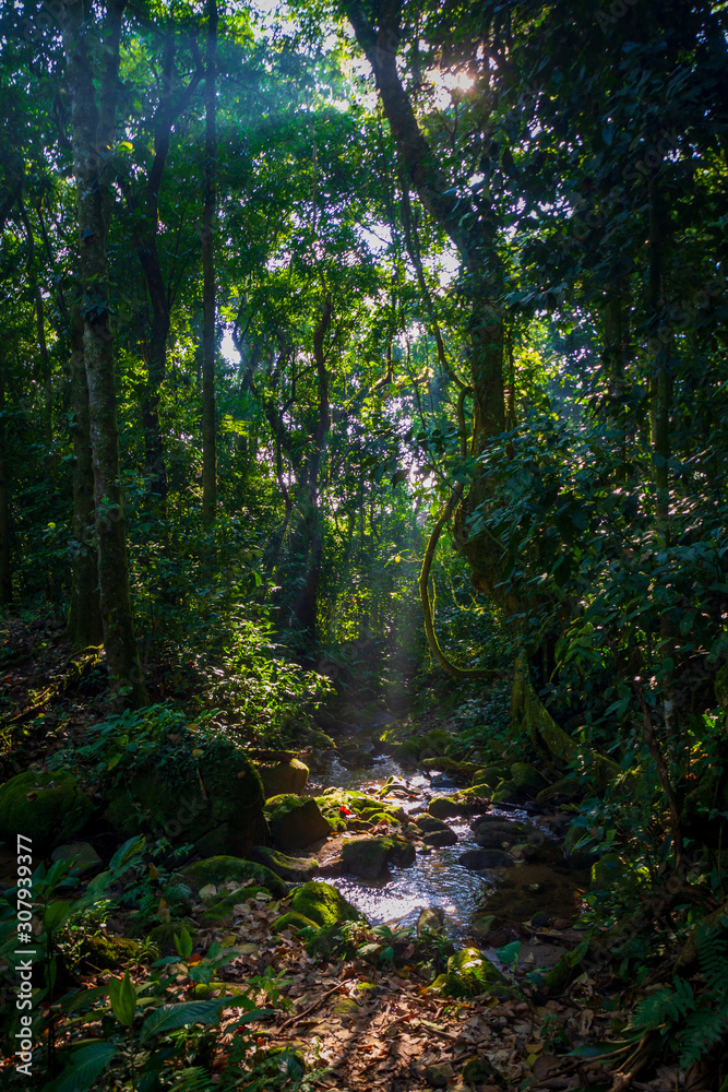 马塔大西洋生物群落Pedra Branca州立公园的一个小水道。巴西里约热内卢