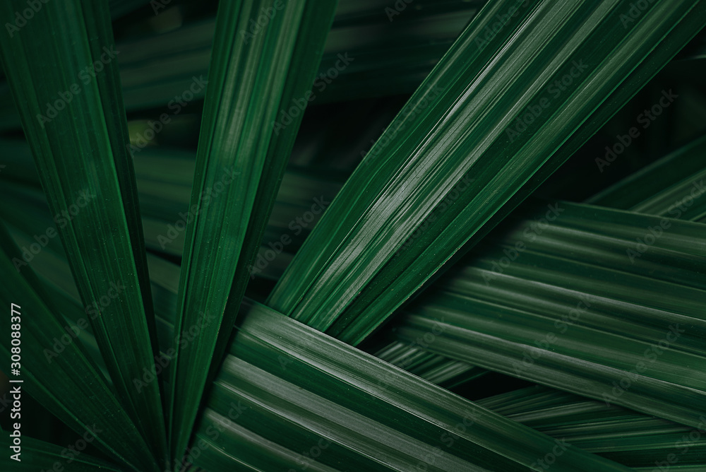 closeup abstract palm leaf textures on dark blue tone, natural green background
