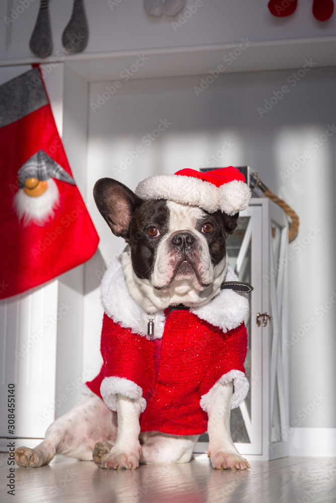 French bulldog in santa costume is sittng on the floor at the fireplace with christmas decorations