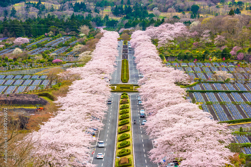 春天的日本静冈富士仁公墓。
