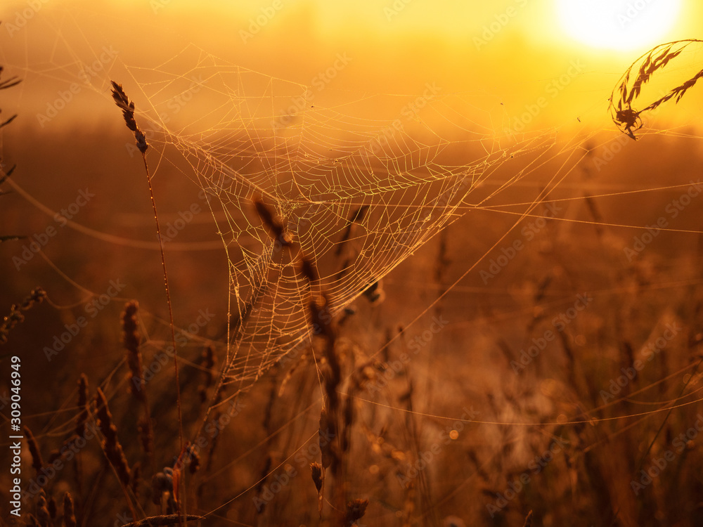 A spider web hangs on plants at sunrise