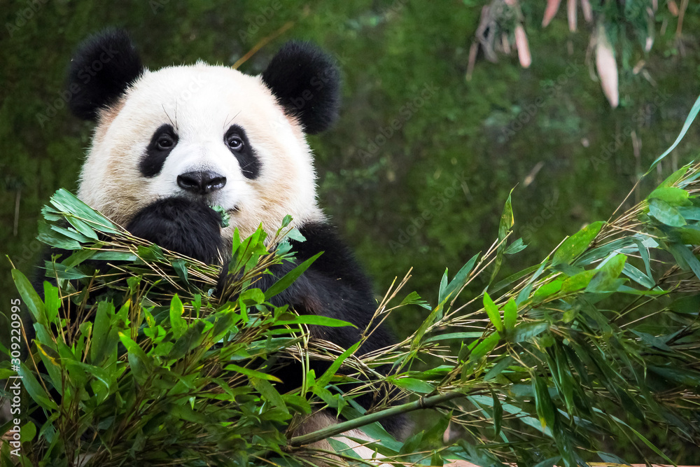 cute eatting giant panda