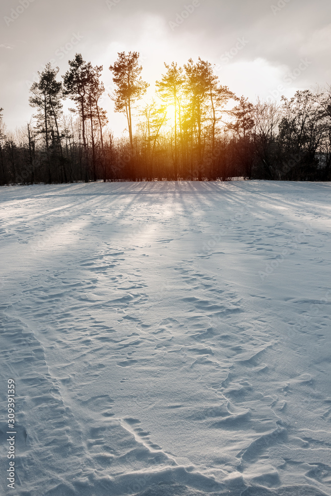 texture of white snow on a background of forest and sunset after a blizzard