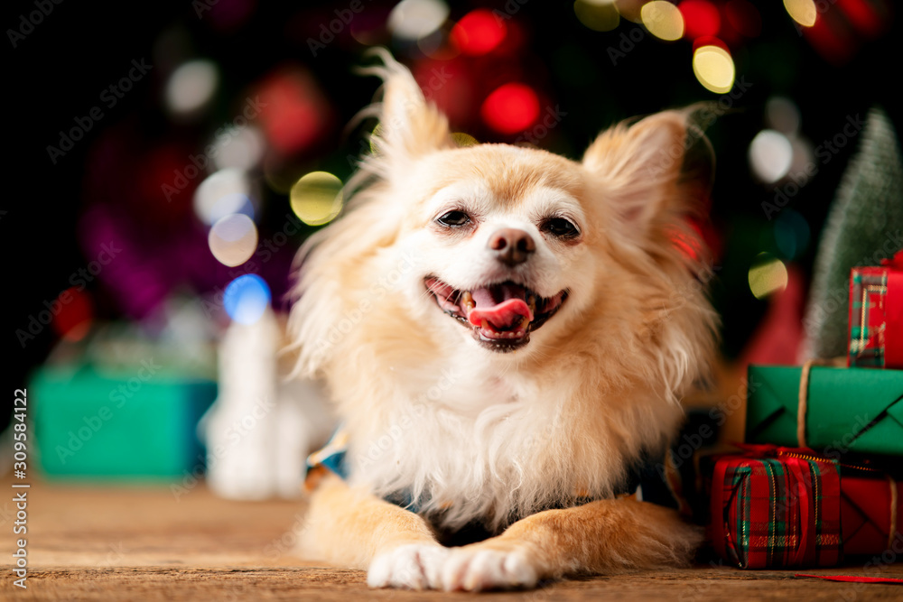 可爱的棕色吉娃娃狗快乐地穿着装饰圣诞树和盒子的圣诞服装
