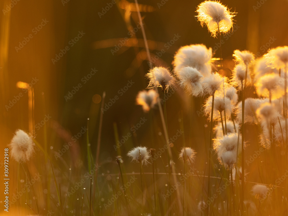 Cotton grass in the sunset light. Nature background