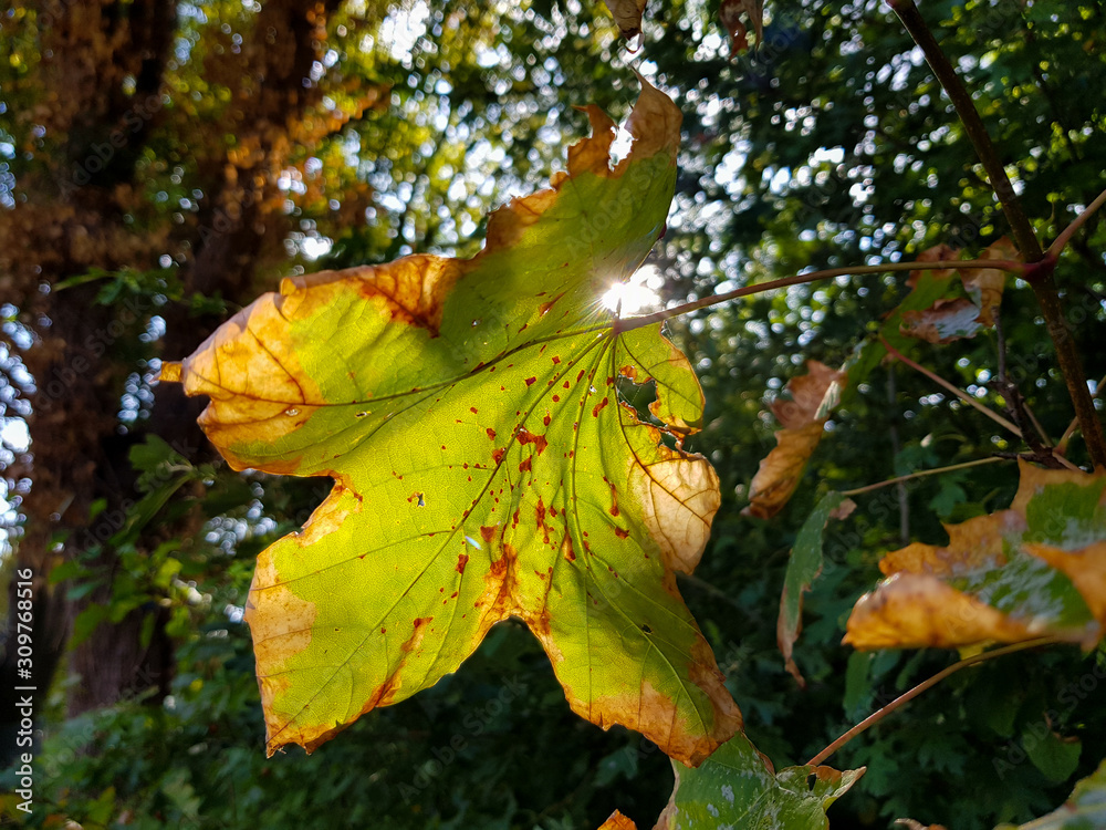 秋天一片树叶的特写，阳光透过树叶的背面照射
