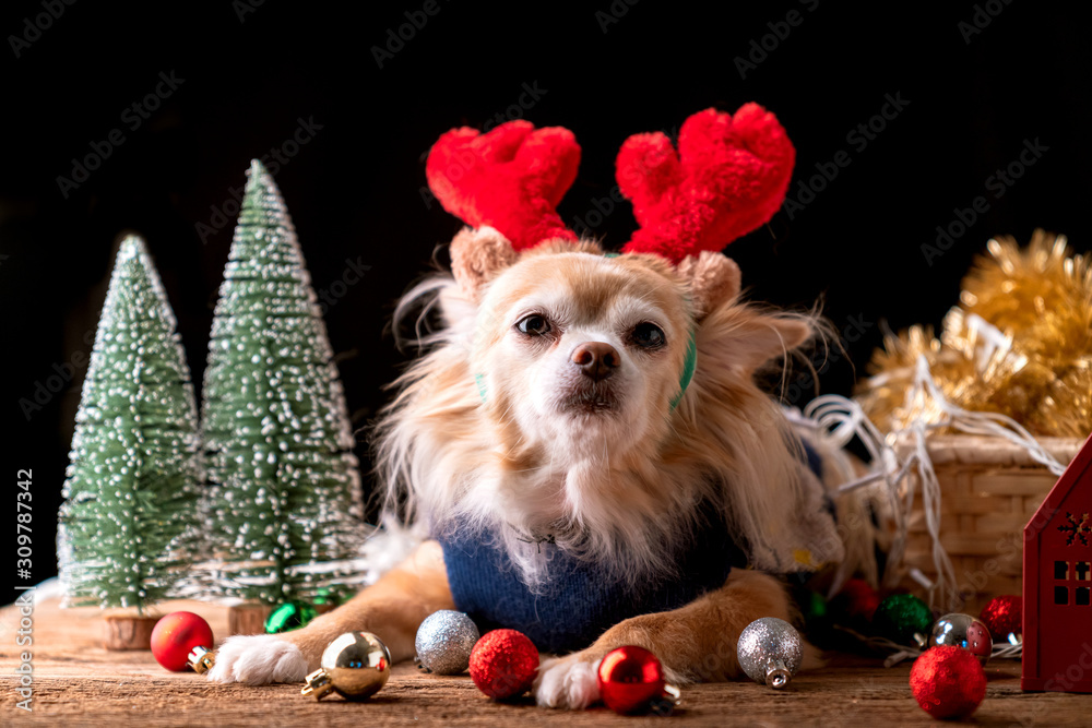 可爱的棕色吉娃娃小狗坐在礼物礼盒和圣诞树旁放松