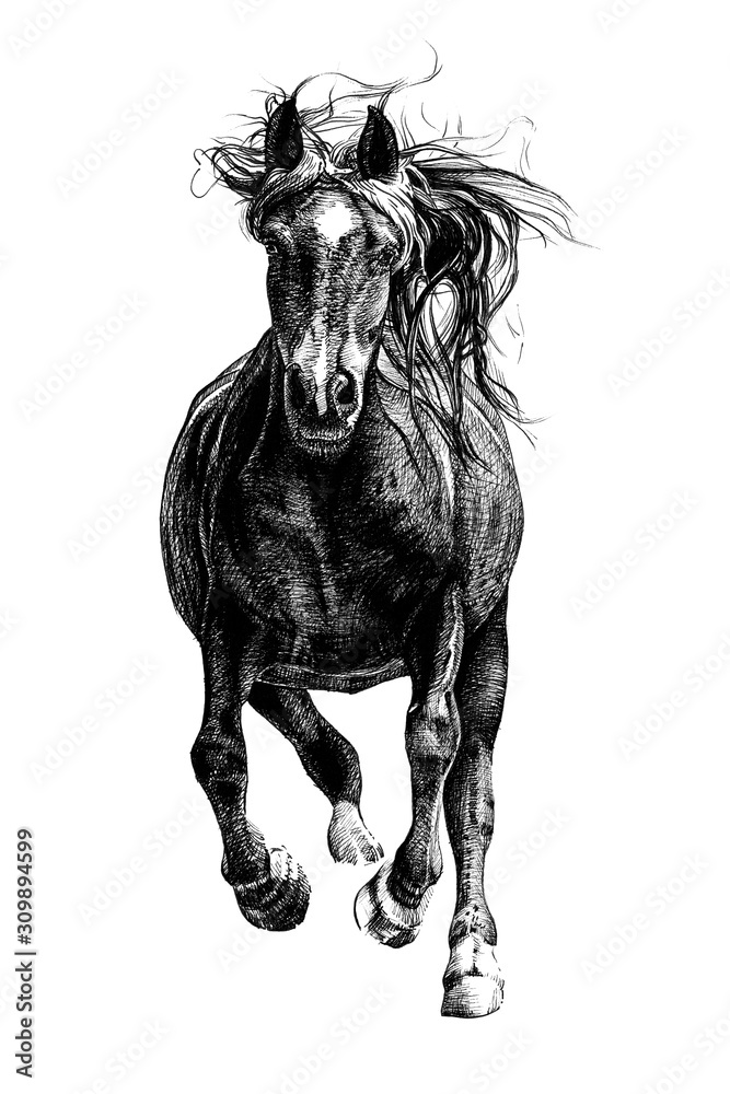 手绘马，素描图形单色插图